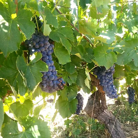 Farm stay San Giusto *