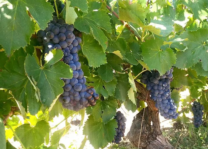 Farm stay San Giusto *